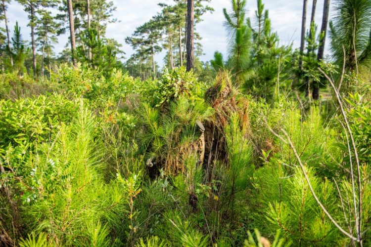 The Pic of the Day: Army snipers sneaking through the woods