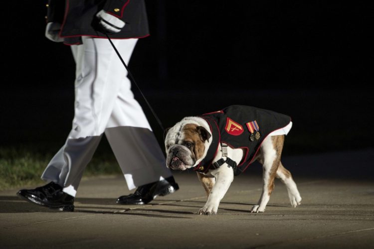 The Pic of the Day: The Marine Corps’ tenacious mascot