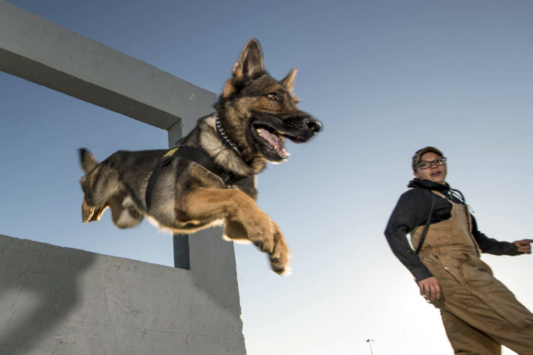 The Pic of the Day: Working Like a Dog