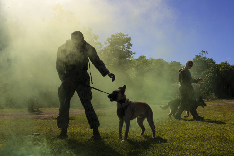 The Pic of the Day: Military Working Dog
