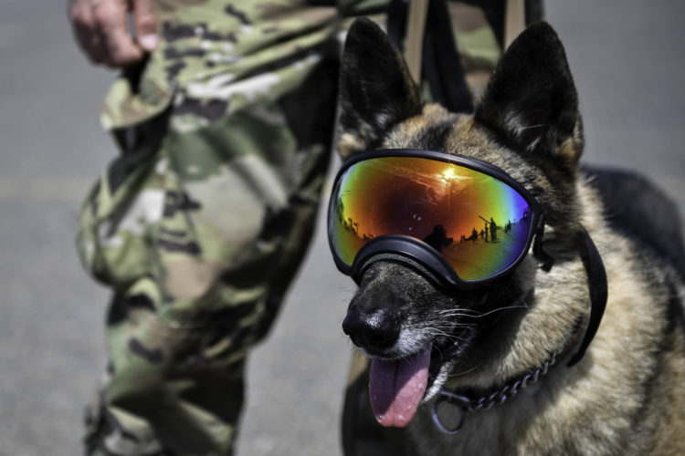 Military Working Dogs: More Than Just a Soldier’s Best Friend