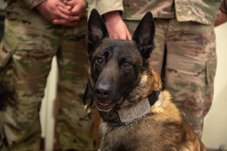 Meet Fritz, the Army K9 Just Awarded a Medal for Action in Syria