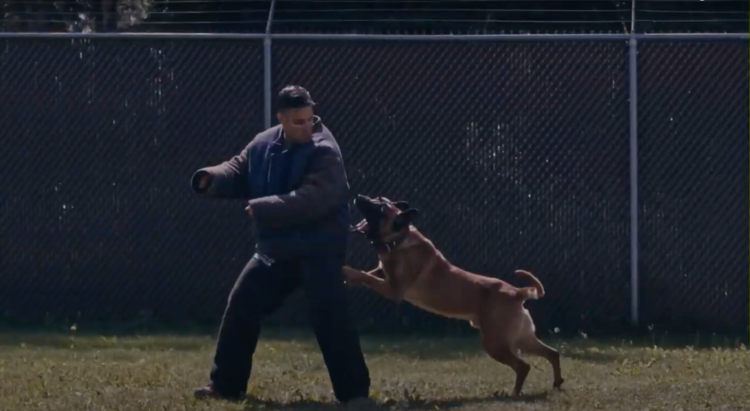 Watch: Military Working Dog Practices His Attacks