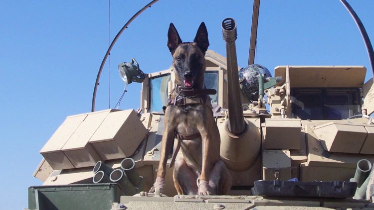 ‘Hero Dogs’ on Fox Nation Highlights our Quiet Professional Teammates