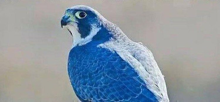 Origins of the Blue Falcon and How You Can Counter One