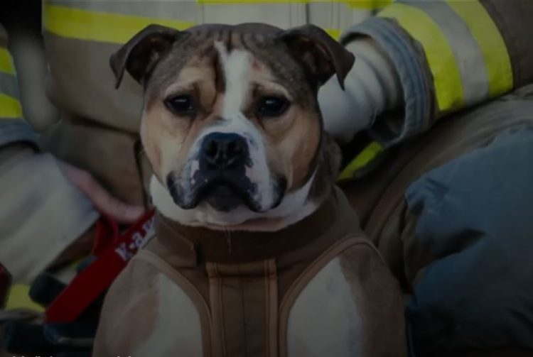 ‘Hero Dogs’ Season 4 Has Released on Fox Nation Bringing Us More Stories of Courageous Canines