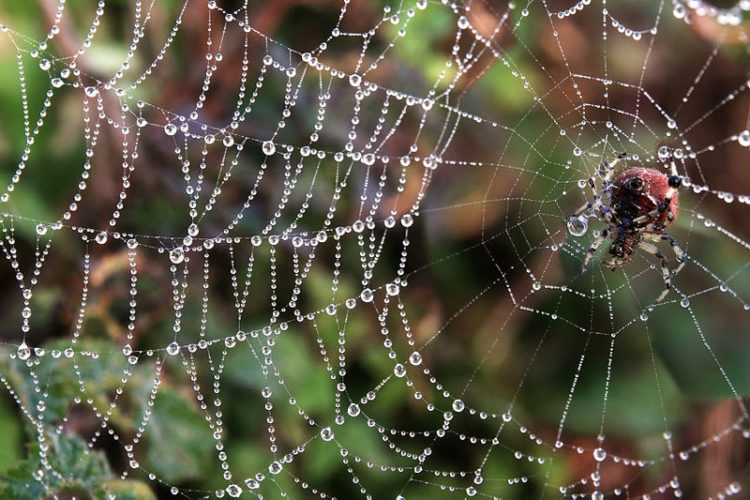 A Body Armor Made From Spider Silk? Yes!