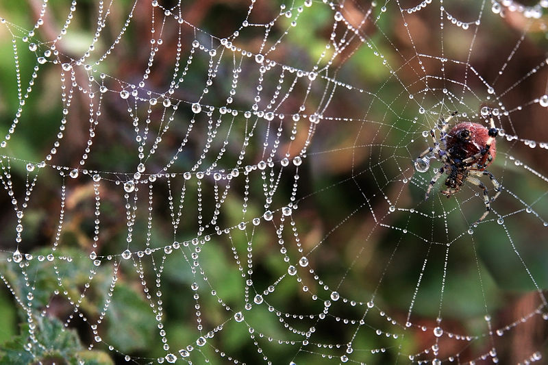 A Body Armor Made From Spider Silk? Yes!