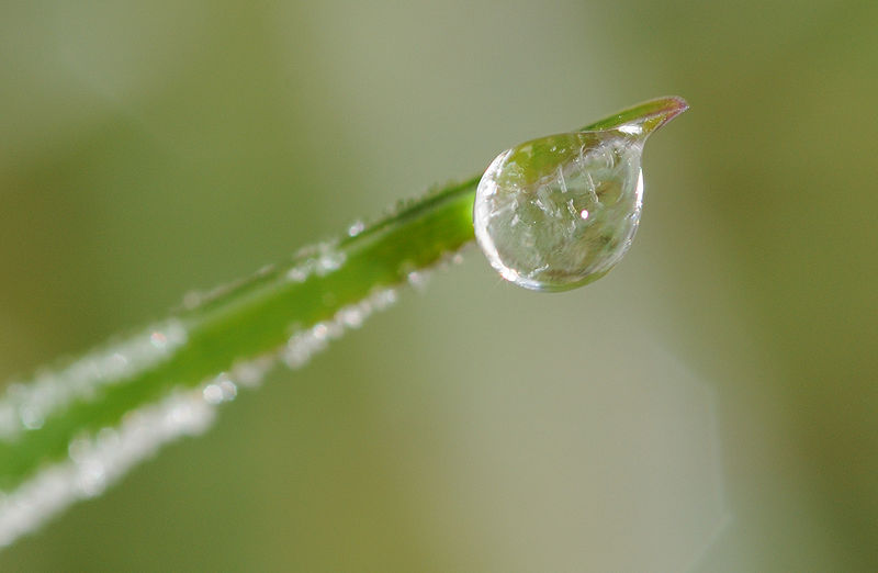 Every Drop Counts: Dew Water for Survival and Saving Communities