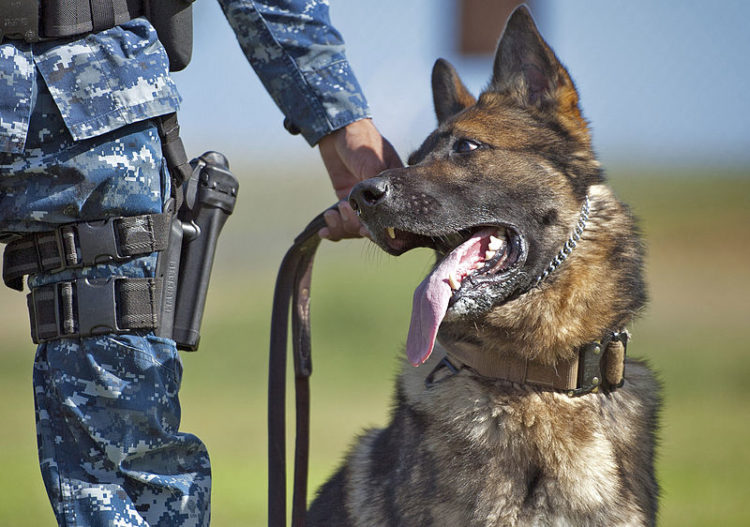 The Military’s Four-Legged Fighters: Military Working Dogs