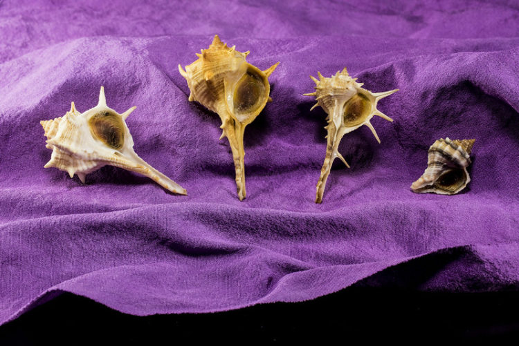 In Ancient Rome Snail Mucus Was More valuable than Gold