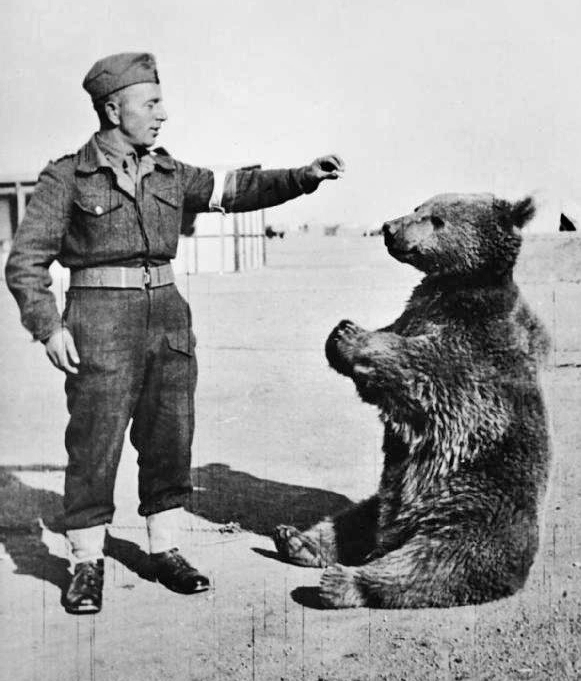 The Grizzly Tale of Wojtek, The Ammo Bearing Bear That Became A Corporal