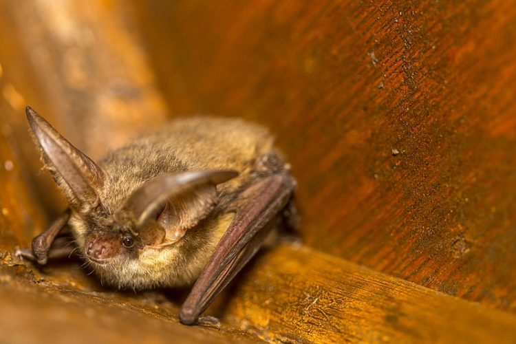 Project X-Ray: When The US Tried To Use Bats To Drop Bombs In Japan During WWII