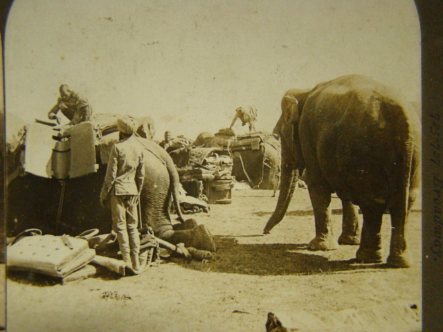 Army elephants of India