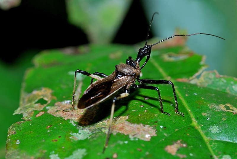 Assassin Bug