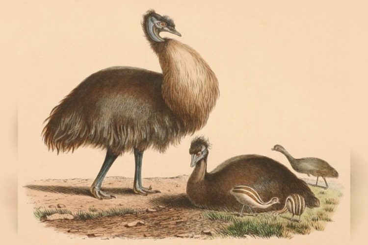 The Military Soldiers Once Declared War Against The Emus… And Lost