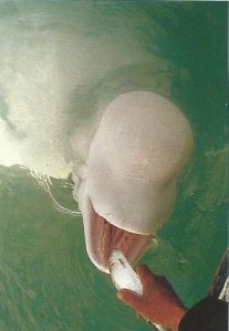 Aydin’s perfectly worn teeth, possibly filed down