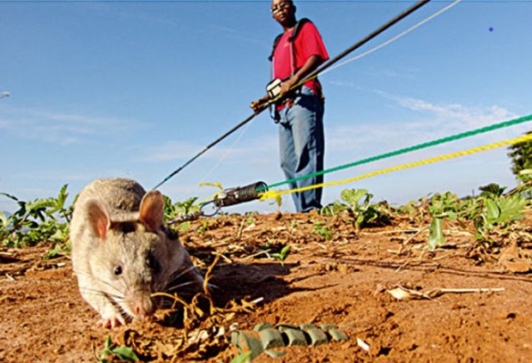 Beasts Of War, Some Unusual Animals Have Been Employed In Armed Conflicts.