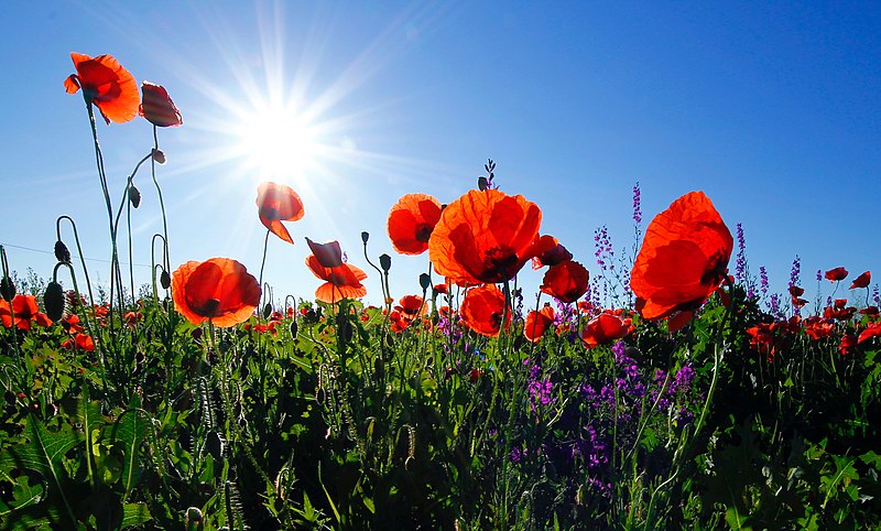How Poppy Became A Symbol of Remembrance