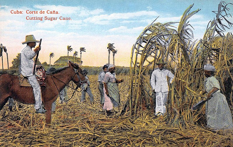 Cutting sugarcane, Cuba