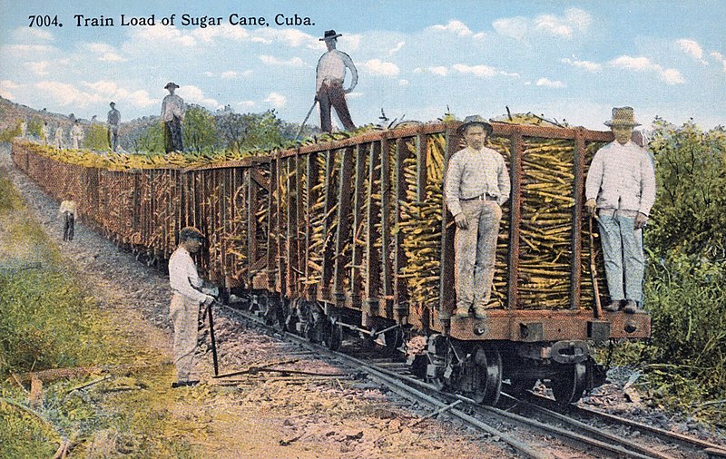 A trainload of sugar cane
