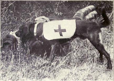 Ambulance Dog of WWI.
