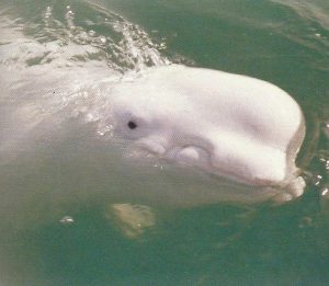 Aydin, or Tichka, showing the scar on his upper right lip. From A Farewell to Whales by Pierre Béland, photographer unknown (Dolphin Project). Source: https://www.dolphinproject.com/blog/one-whales-story-tichka-aydin/