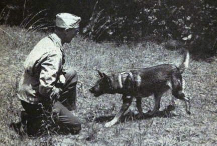 Casualty dog reporting to its handler.