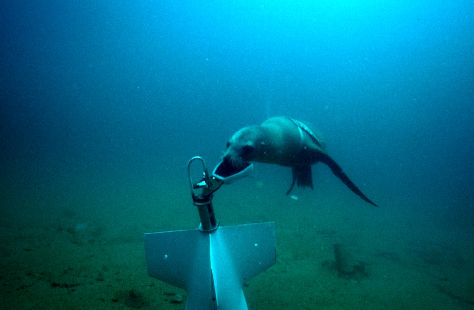 An NMMP sea lion attaches a recovery line to a piece of test equipment during training (Wikimedia Commons). Source: https://commons.wikimedia.org/wiki/File:NMMP_Sea_Lion_Recovering_Test_Object.jpeg