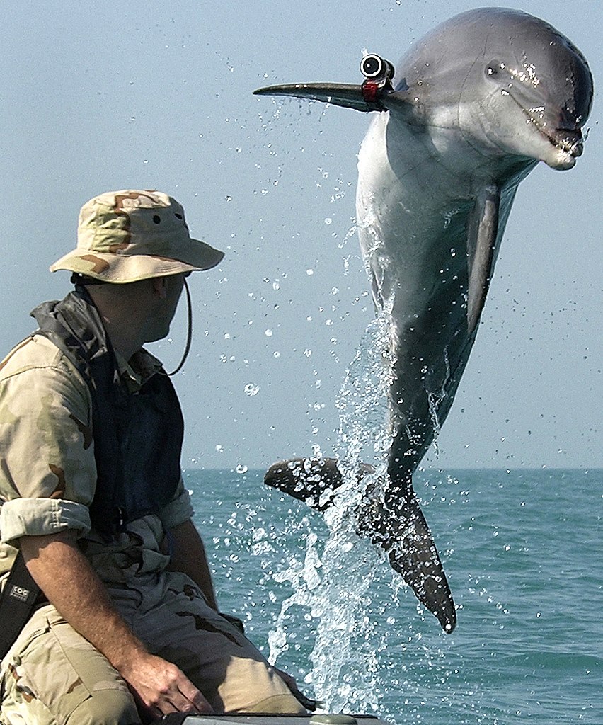 Bottlenose dolphin (Tursiops truncatus) of the NMMP on mineclearance operations, with locator beacon. K-Dog, a bottle-nose dolphin belonging to Commander Task Unit (CTU) 55.4.3, leaps out of the water in front of Sgt. Andrew Garrett while training near the USS Gunston Hall (LSD 44) in the Persian Gulf. Attached to the dolphin's pectoral fin is a "pinger" device that allows the handler to keep track of the dolphin when out of sight. CTU-55.4.3 is a multi-national team consisting of Naval Special Clearance Team-One, Fleet Diving Unit Three from the United Kingdom, Clearance Dive Team from Australia, and Explosive Ordnance Disposal Mobile Units Six and Eight (EODMU-6 and -8). These units are conducting deep/shallow water mine countermeasure operations to clear shipping lanes (Wikimedia Commons). Source: https://en.wikipedia.org/wiki/File:NMMP_dolphin_with_locator.jpeg
