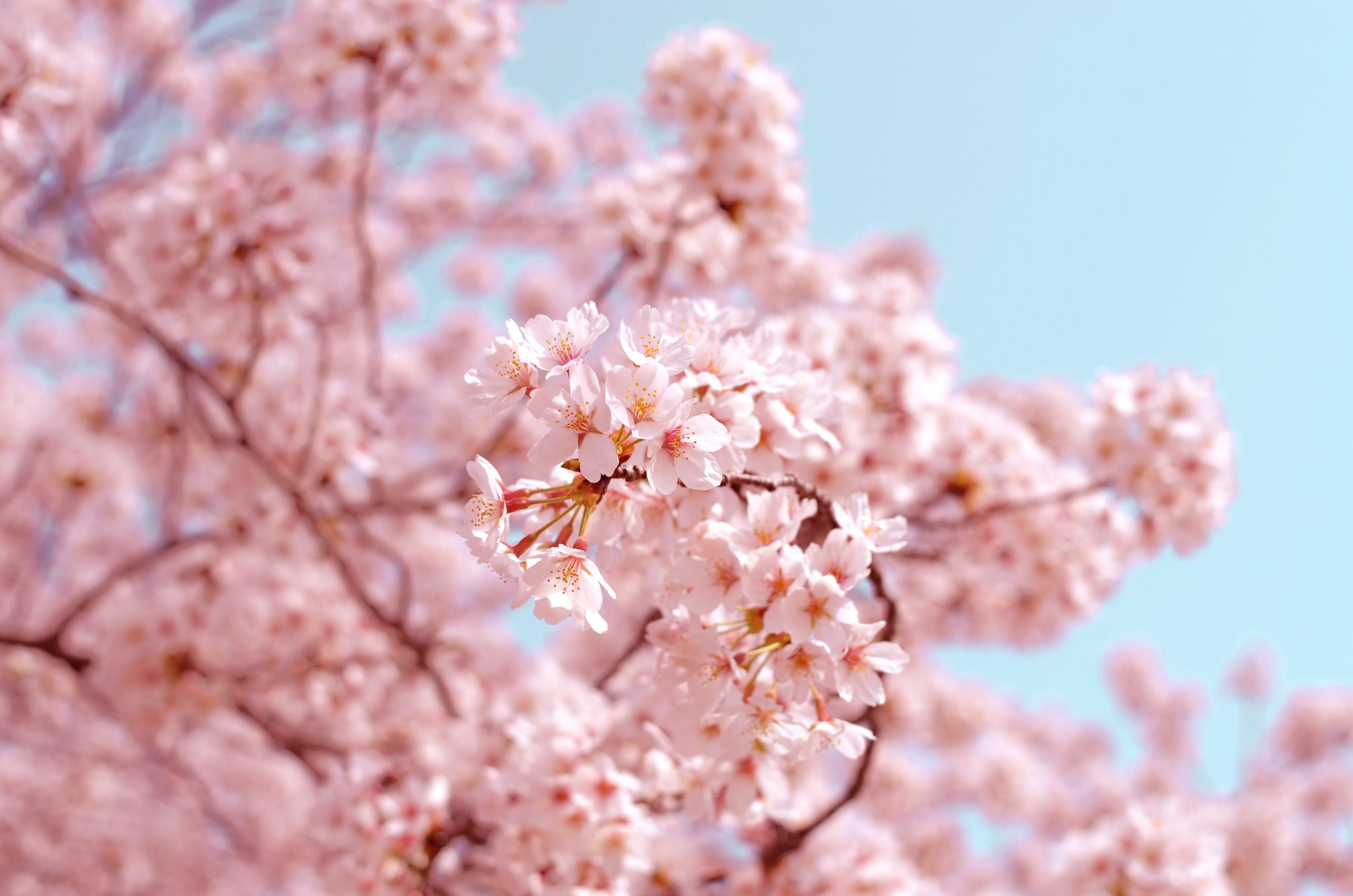 Cherry Blossom Warmup Jersey Unveil, cherry blossom