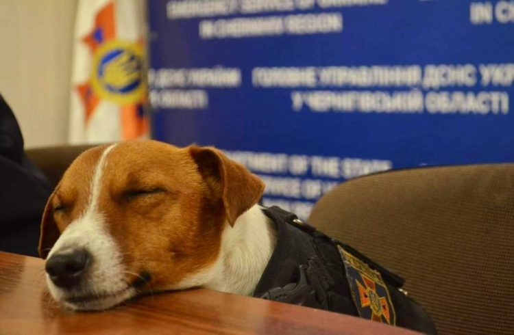 Zelensky Gives Medal to ‘Patron,’ the Terrier that has Found 260 Bombs!