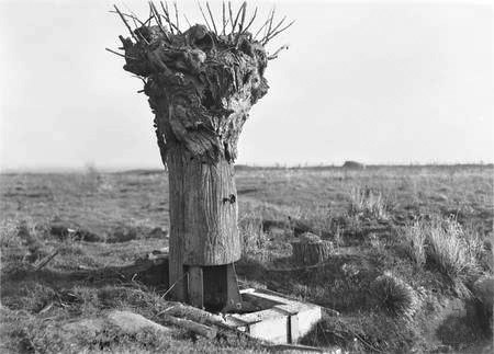 During WWI in the Trenches, the Trees in No-Mans-Land had Eyes, and Ears
