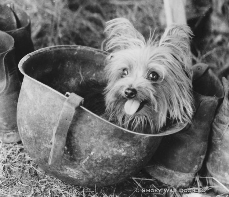 Smoky, the Scraggly Little Hero of World War II