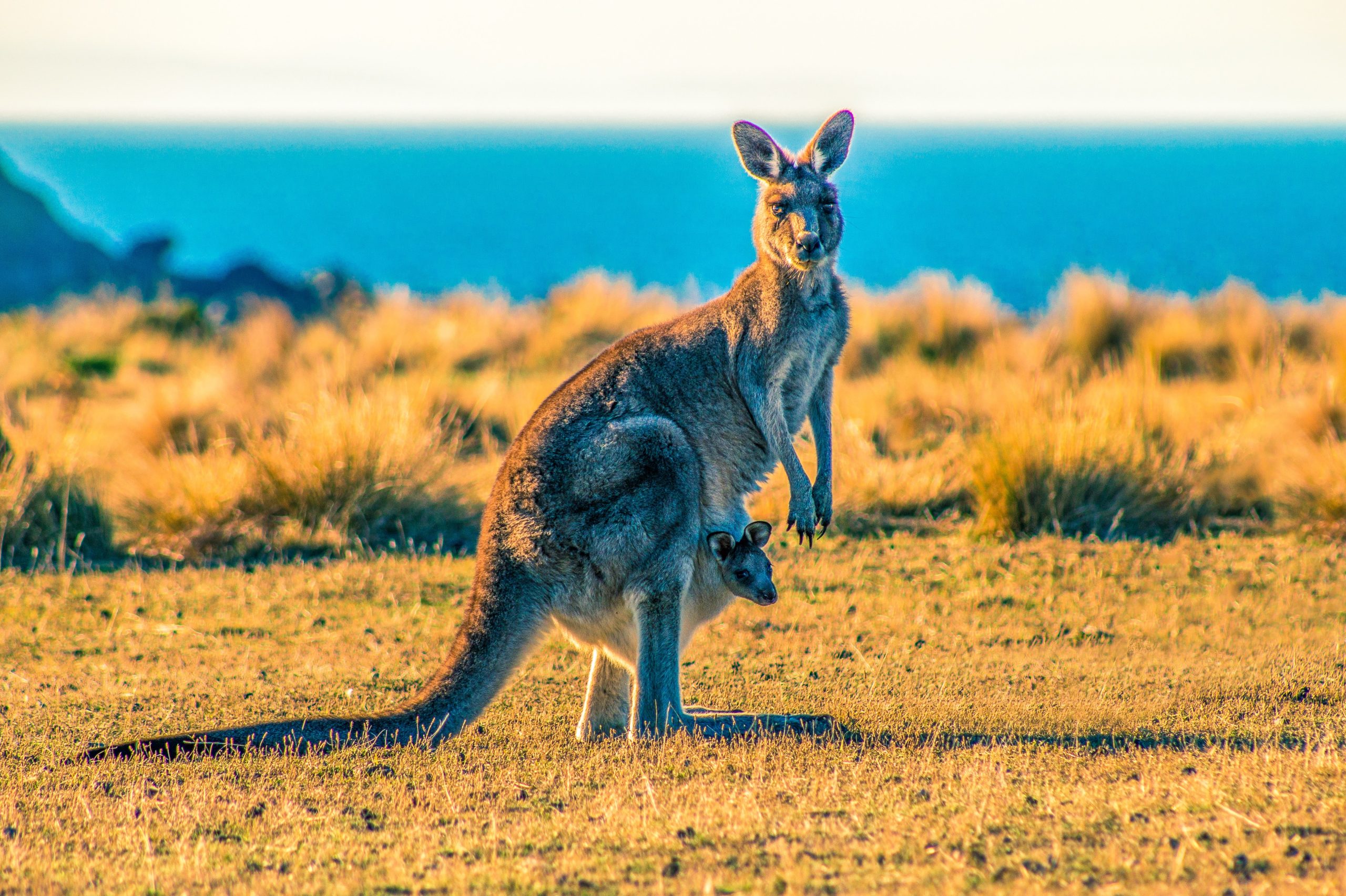 When Australia Went to War Kangaroos Went With Them | SOFREP, image size:2560x1706