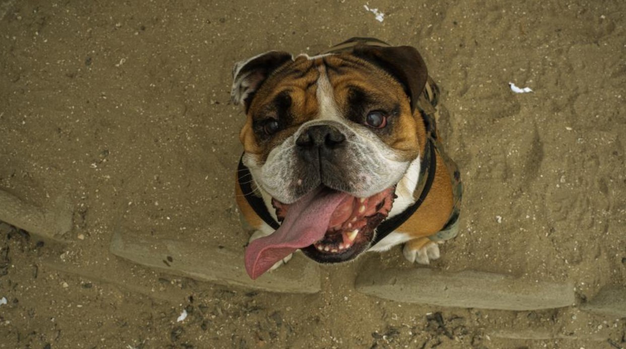 U.S Marine Corps Cpl. Manny, the mascot of Marine Corps Recruit Depot (MCRD) San Diego, poses for a photo on the training grounds at MCRD San Diego, Aug. 22, 2022. Posing for photos is one of the tasks that is required of Manny as the Depot mascot. (U.S Marine Corps photo by Cpl. Max J, Noel)