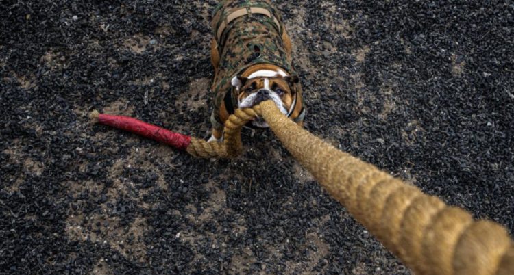 The Pic of the Day: Brave Corporal Manny