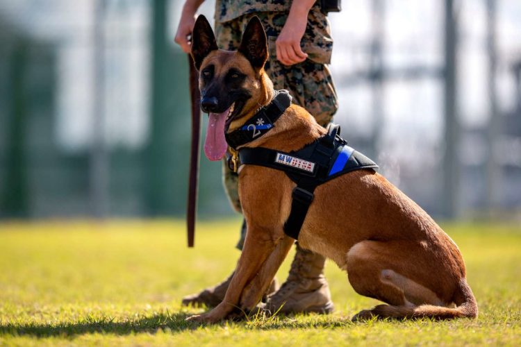 From the War Dogs of Ancient Times to Today’s Military K-9 Units: The History of Dogs in the Military