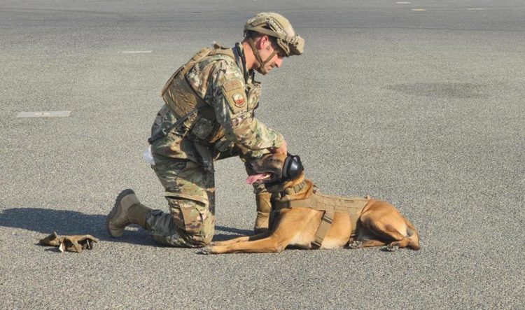 The Pic of the Day: K9 Mission on a Monday