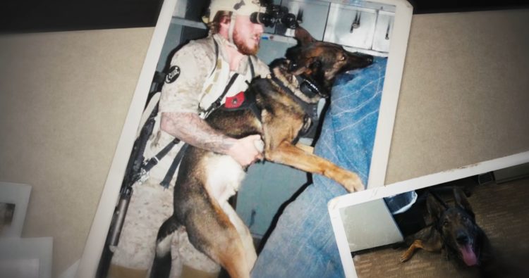 The Dogs of War: Remembering Cairo