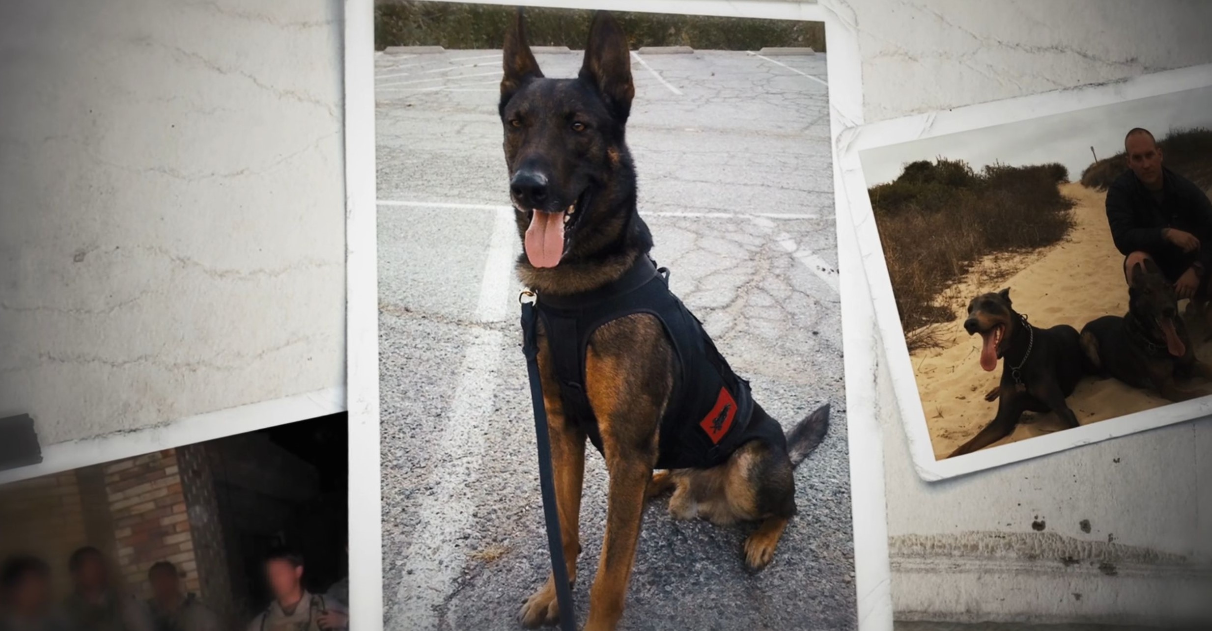 SEAL Dog Cairo Belgian Malinois