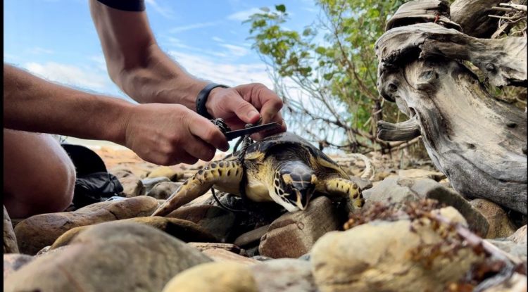 The Marine Who Saved The Life of Endangered Hawksbill Turtle