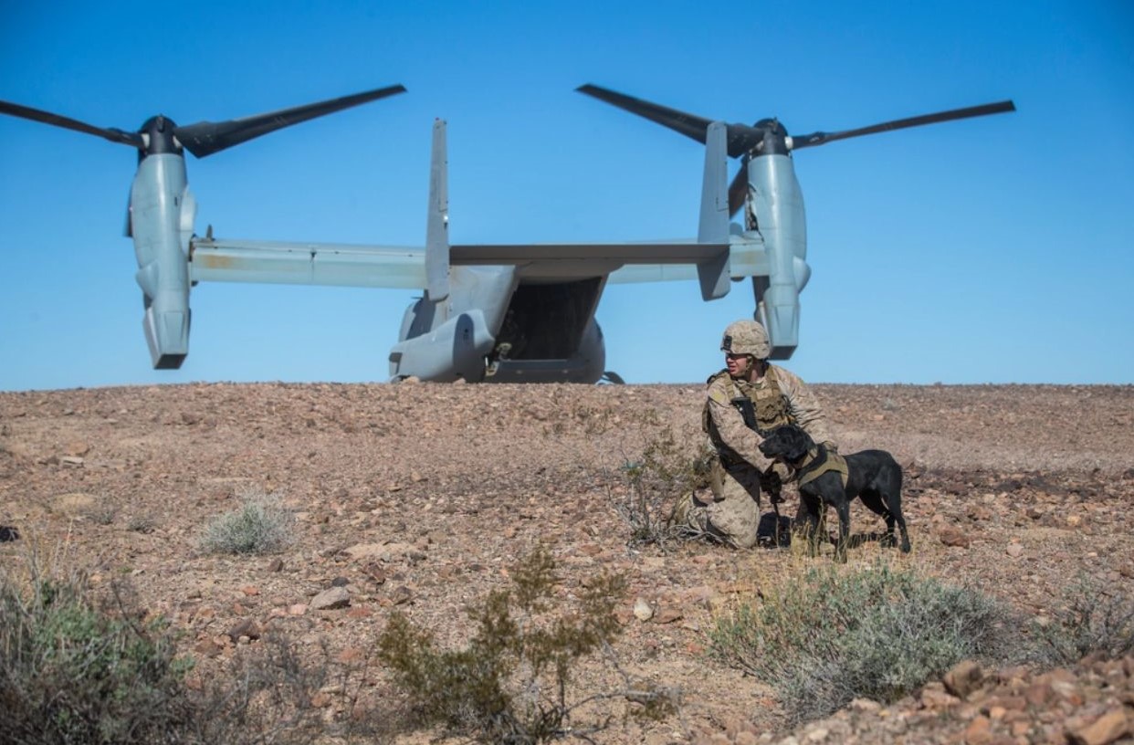 Pic of the Day: K-9s and Ospreys