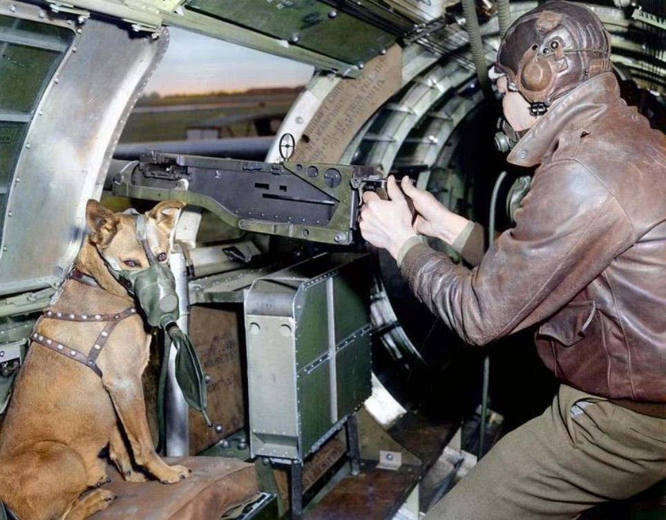 B-17 Dog