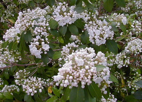 Mountain Laurel