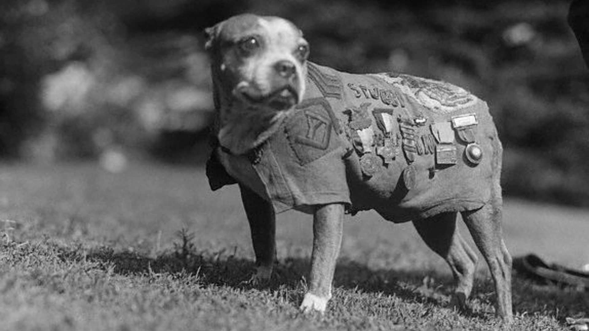 The Day America’s Dogs Went to War: Founding the K-9 Corps