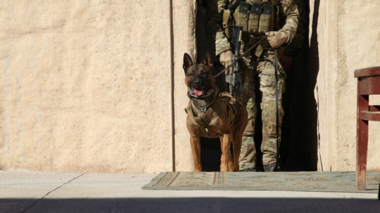 The Day America’s Dogs Went to War: Founding the K-9 Corps