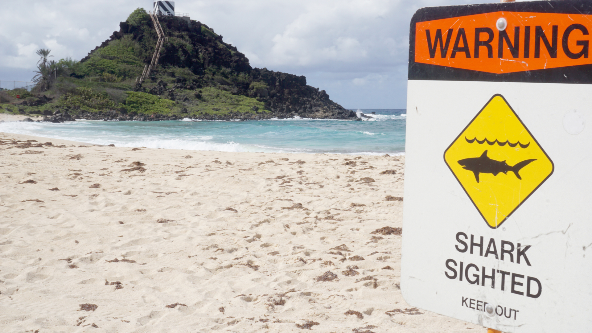 shark sighted sign