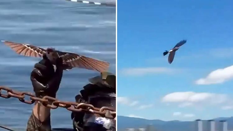 Avian Spies: How China’s Bird-Mimicking Drones are Redefining War