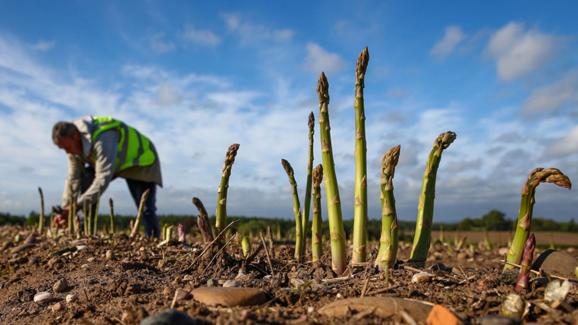 emp_attack_food_production
